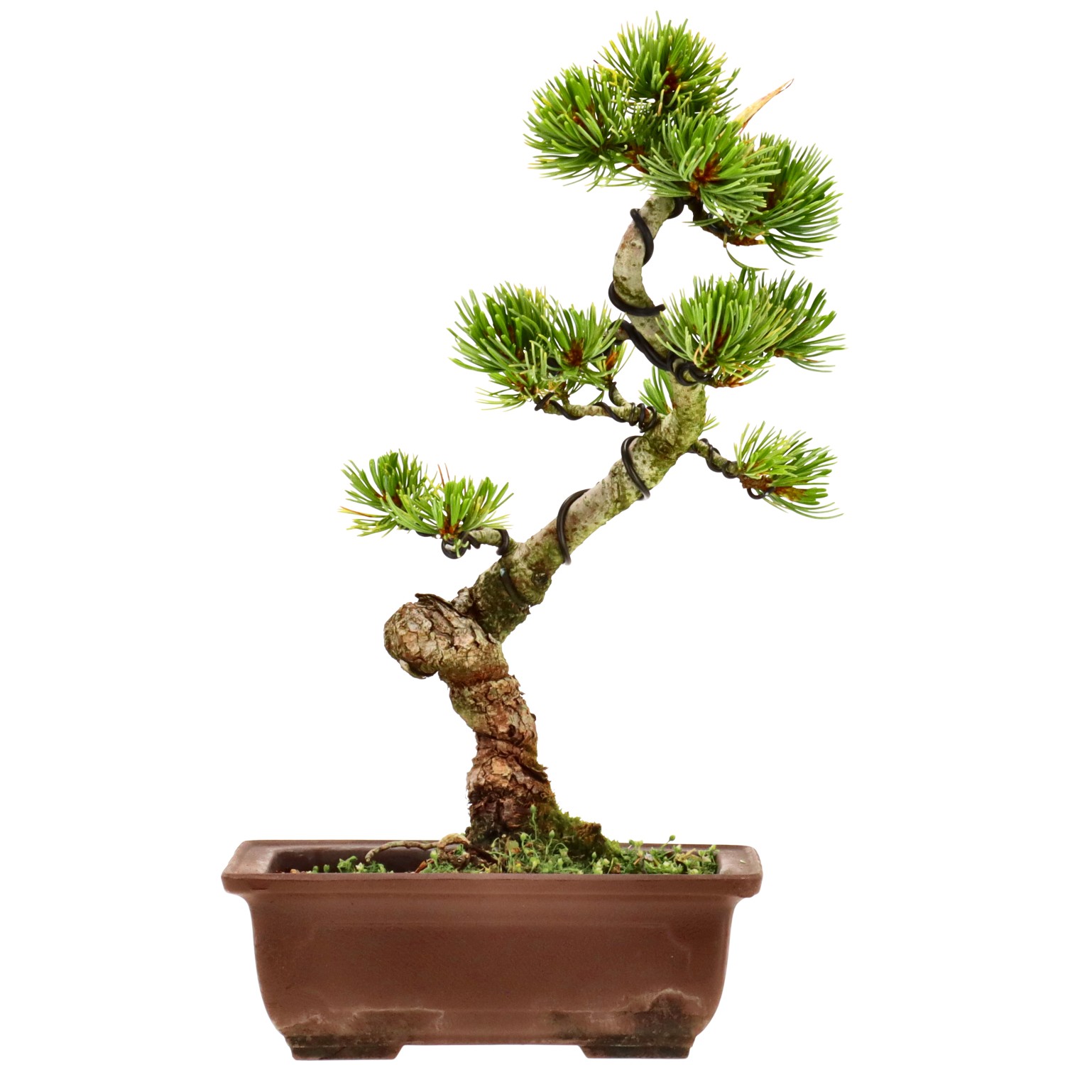Pinus pentaphylla,  aprox. 10 años (24 cm)