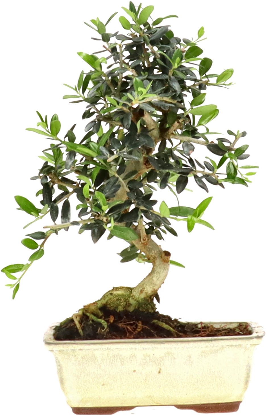 [K014] Wild olive, approx. 7 years