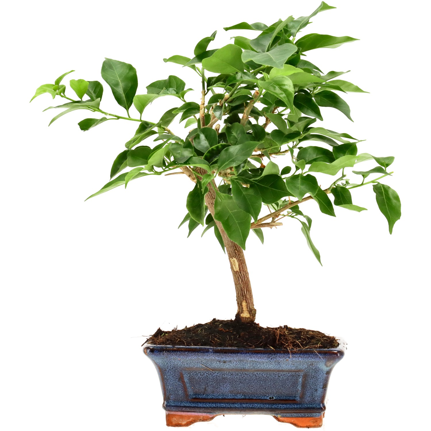 Bougainvillea (Drillingsblume), ca. 7 J. (25 cm)