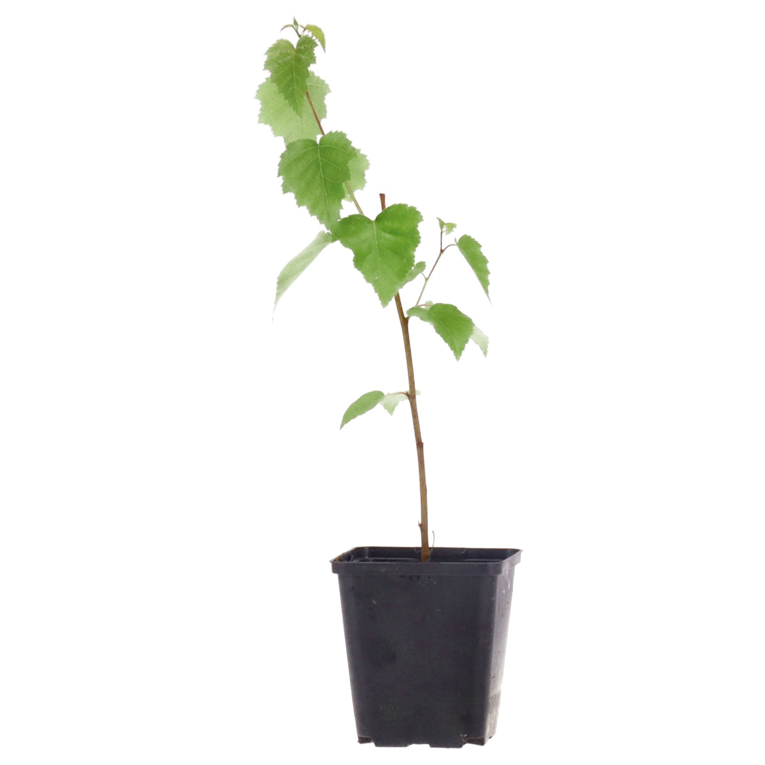 Betulla, ca. 2 anni (25-35 cm)