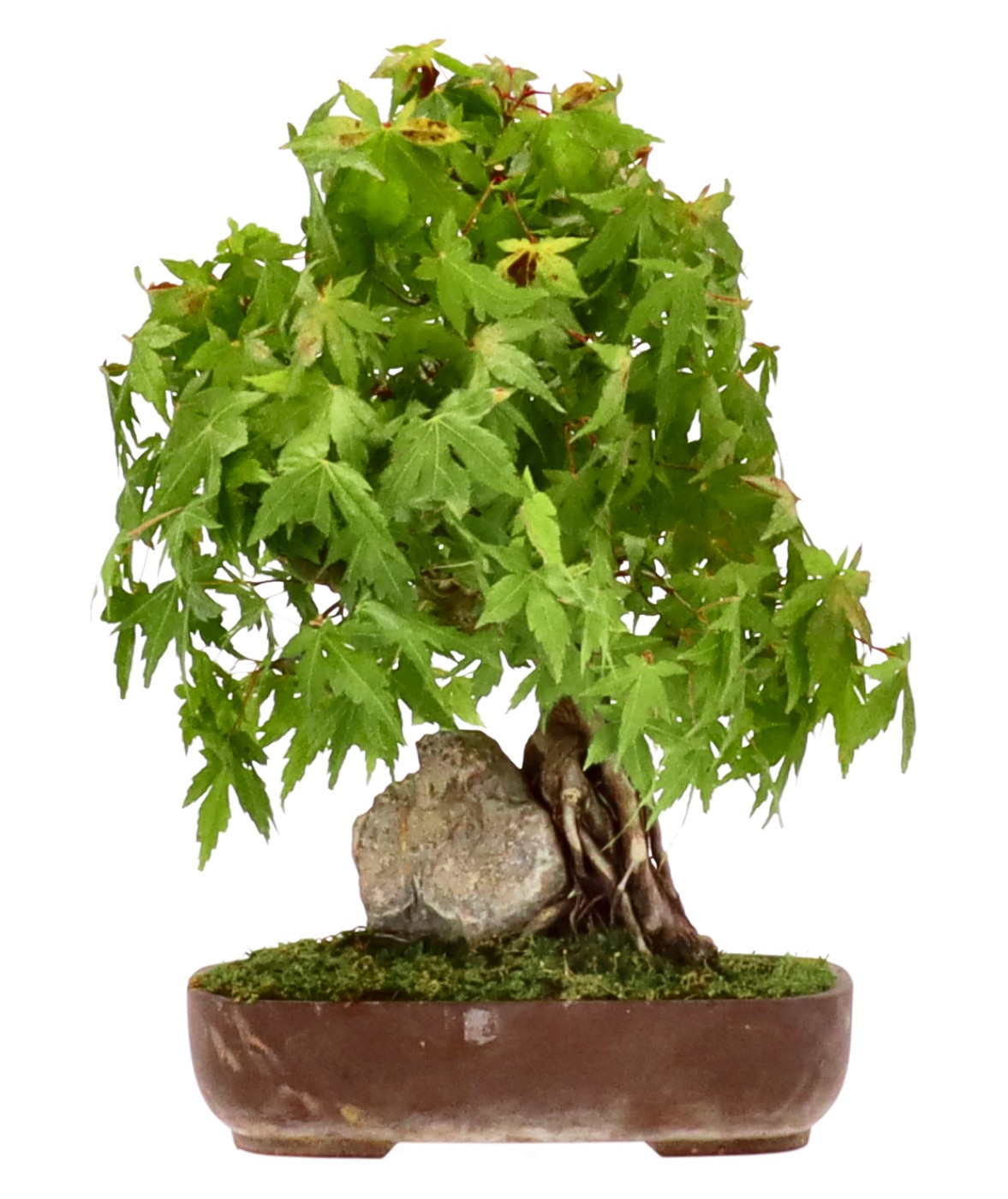 bonsai.fallbackImageTitle bonsai.fallbackImageTitle