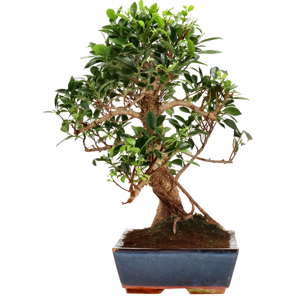 bonsai.fallbackImageTitle