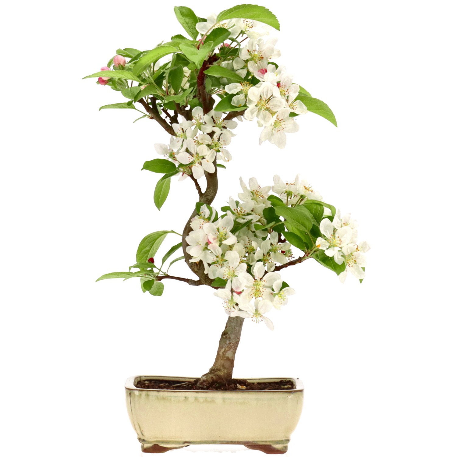 Zierapfel, ca. 7 J. (32 cm)