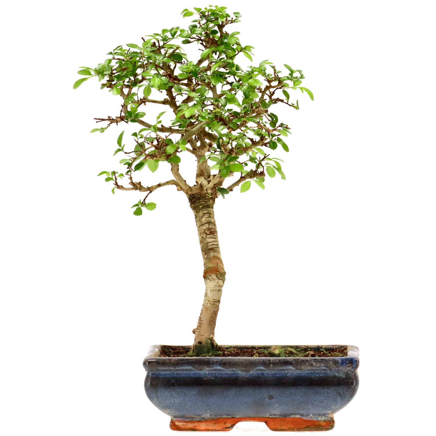 Orme de Chine, env. 9 ans (30 cm)