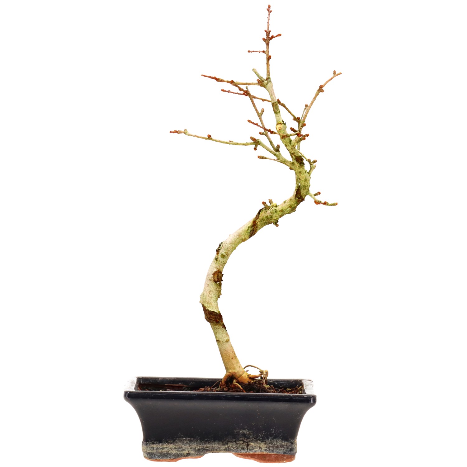 Golden Larch, approx. 7 y. (30 cm)