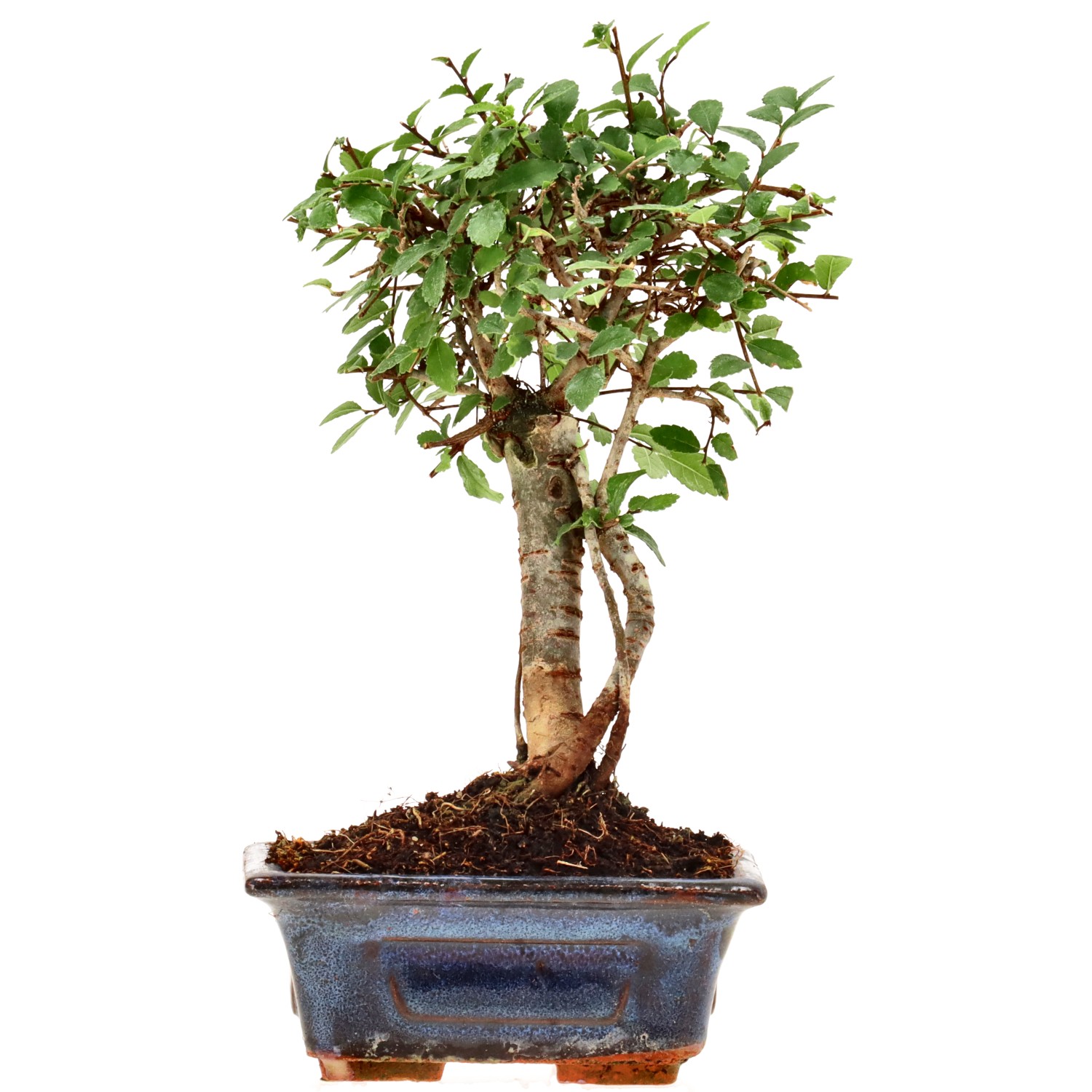 Olmo cinese, ca. 6 anni (20 cm)