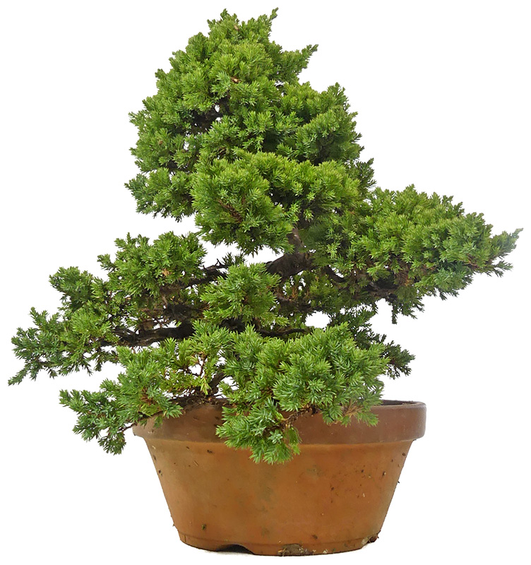 bonsai.fallbackImageTitle