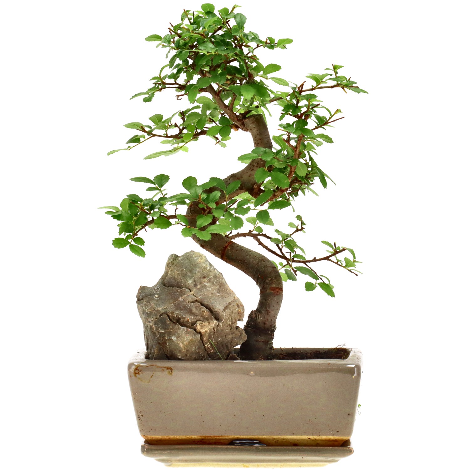 Olmo chino, aprox. 8 años (23 cm)