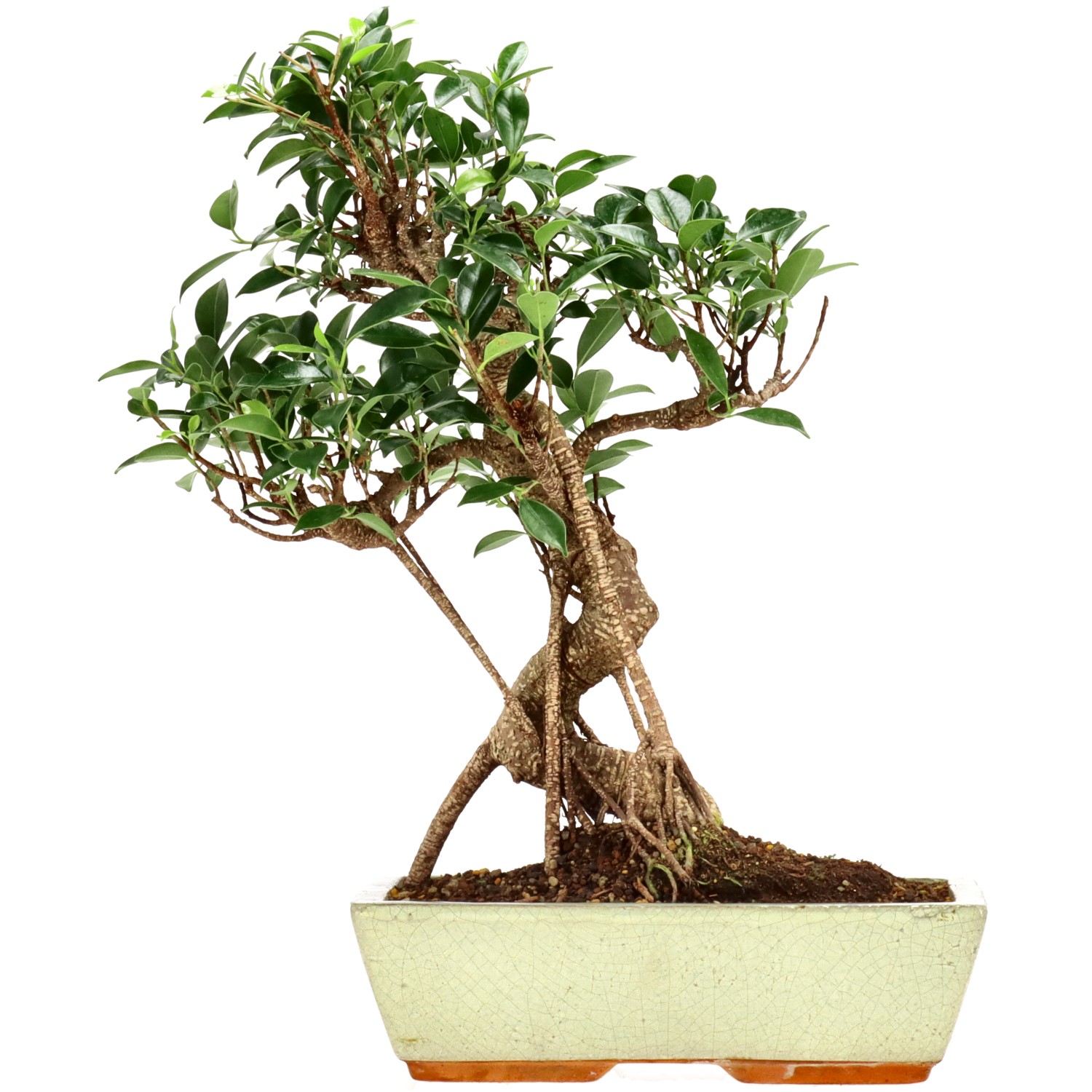 Chin. Feigenbaum (Retusa), ca. 12 J. (38 cm)