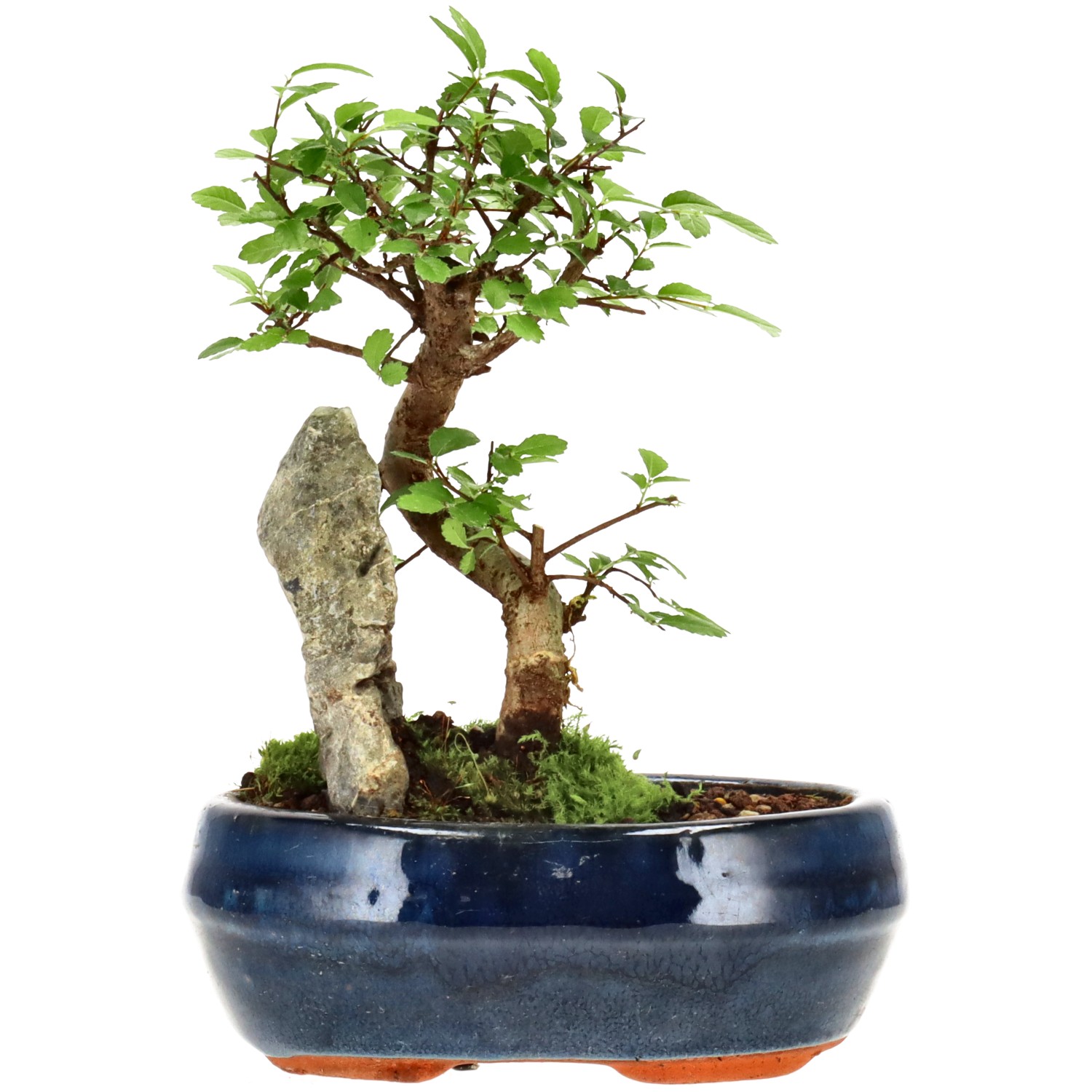 Chin. Ulme, ca. 6 J. (16 cm)