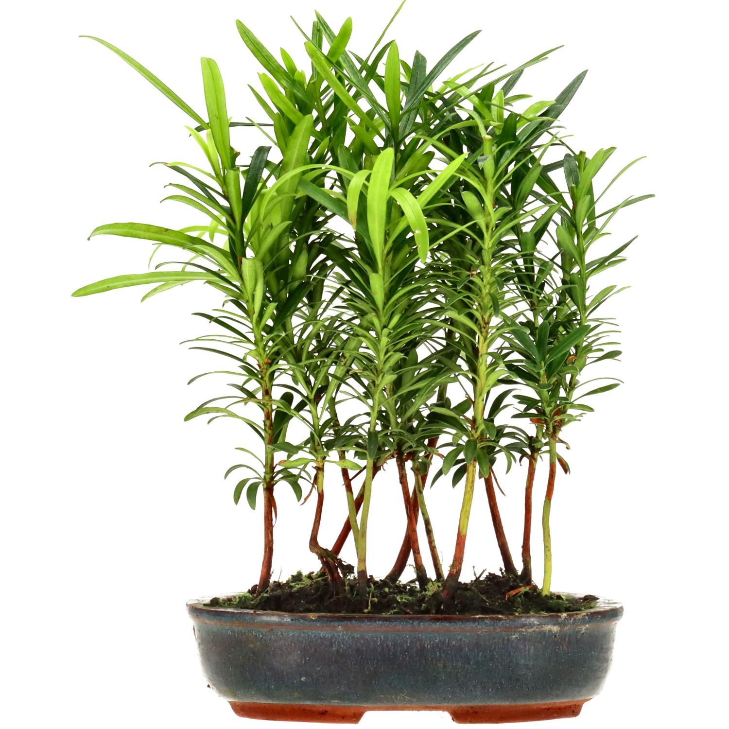 Buddhist pine, approx. 2 y. (19 cm)