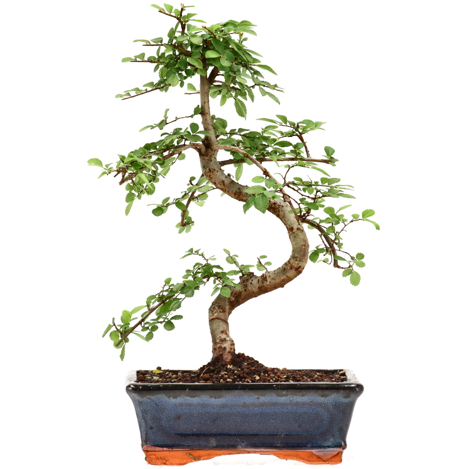 Olmo chino, aprox. 9 años (30 cm)