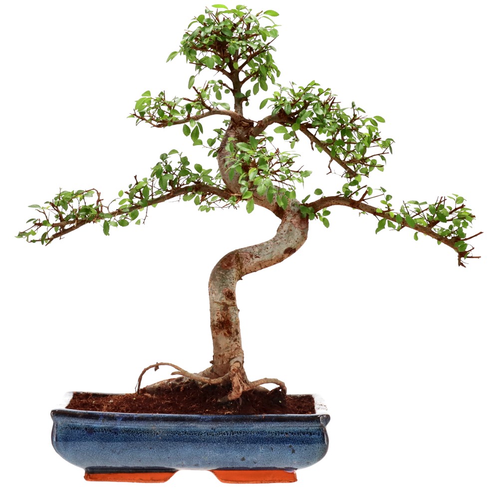 bonsai.fallbackImageTitle