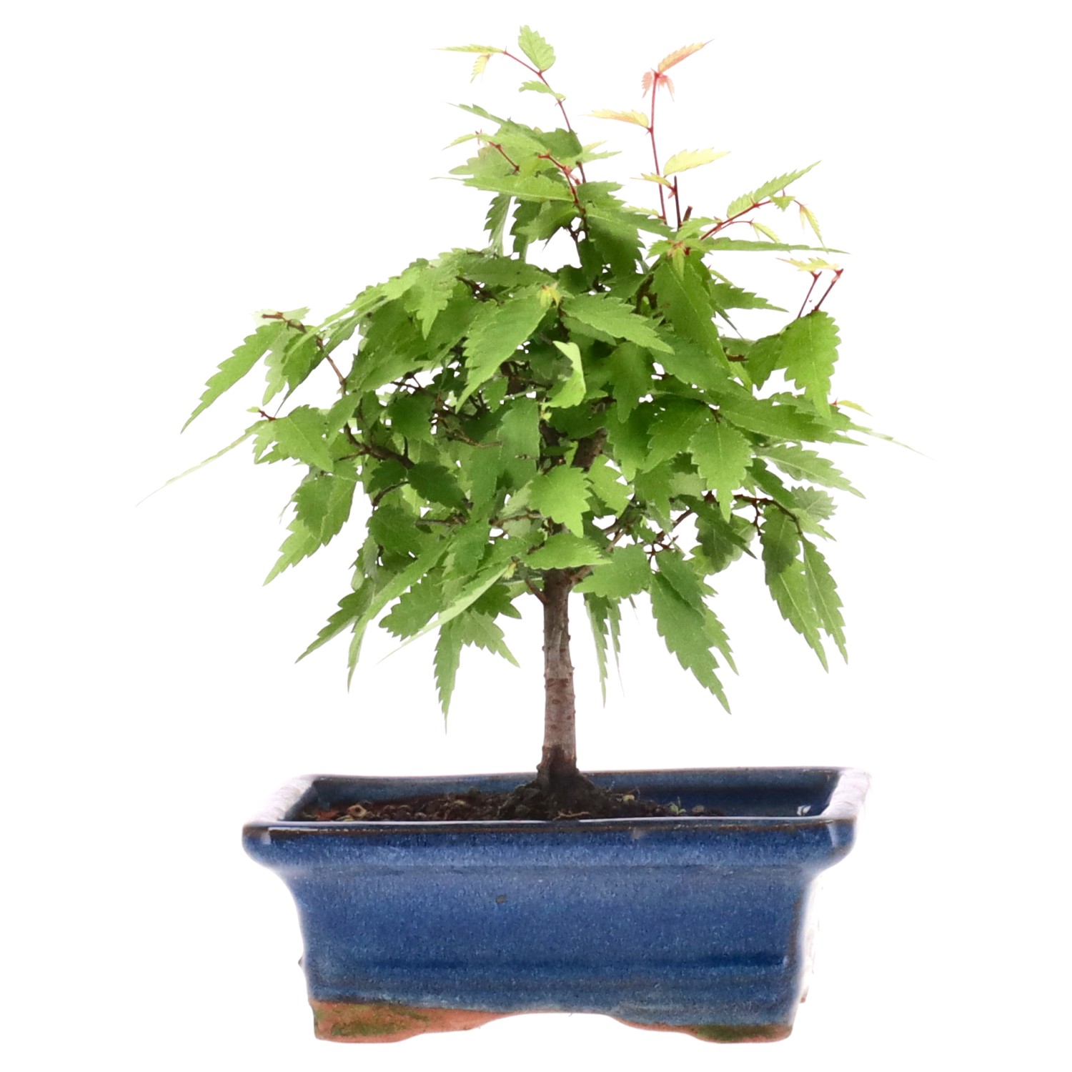 bonsai.fallbackImageTitle bonsai.fallbackImageTitle