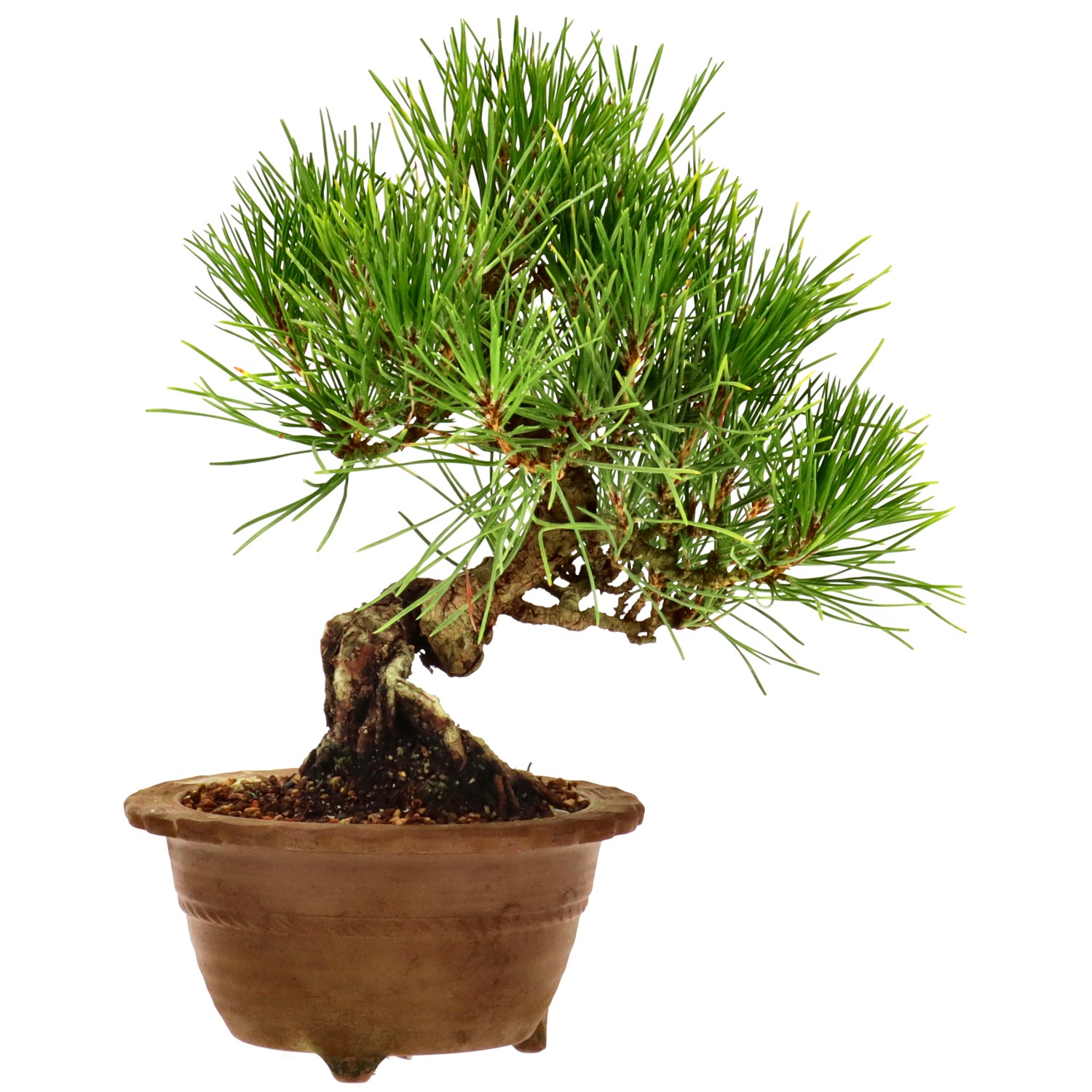 Japanese black pine, approx. 10 y. (18 cm)