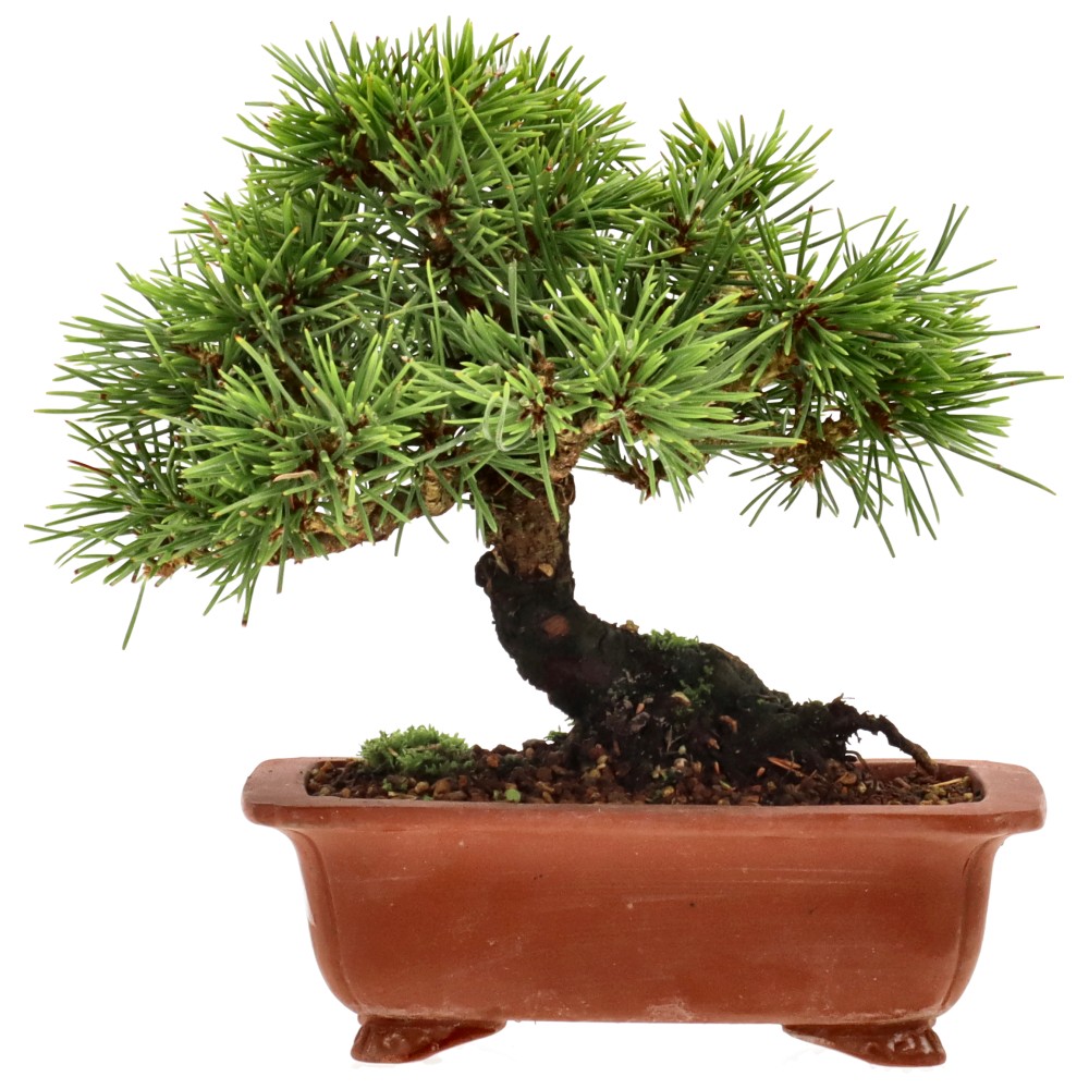 Japanse zwarte den, ca. 20 j. (12 cm)