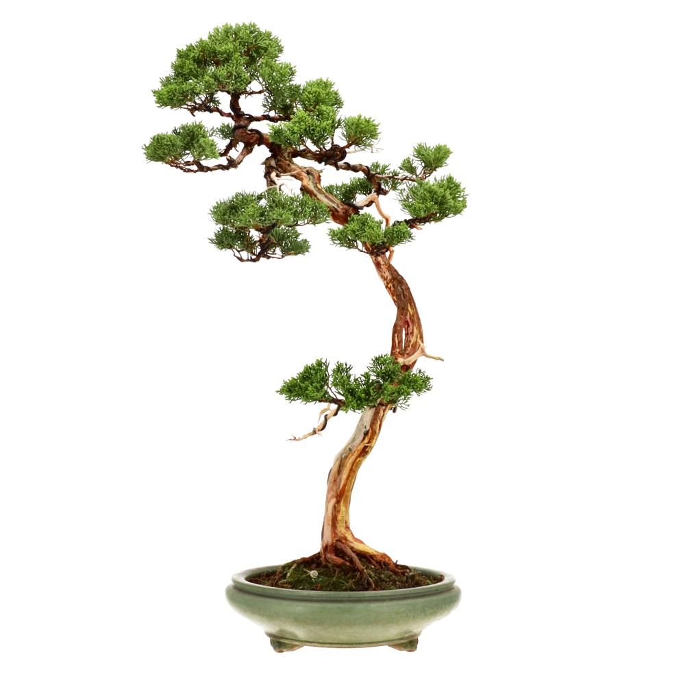 bonsai.fallbackImageTitle