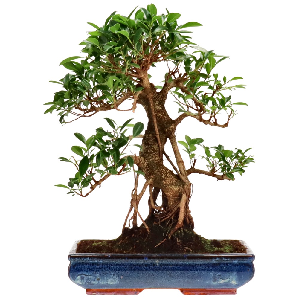 Chin. Feigenbaum (Retusa), ca. 20 J. (51 cm)