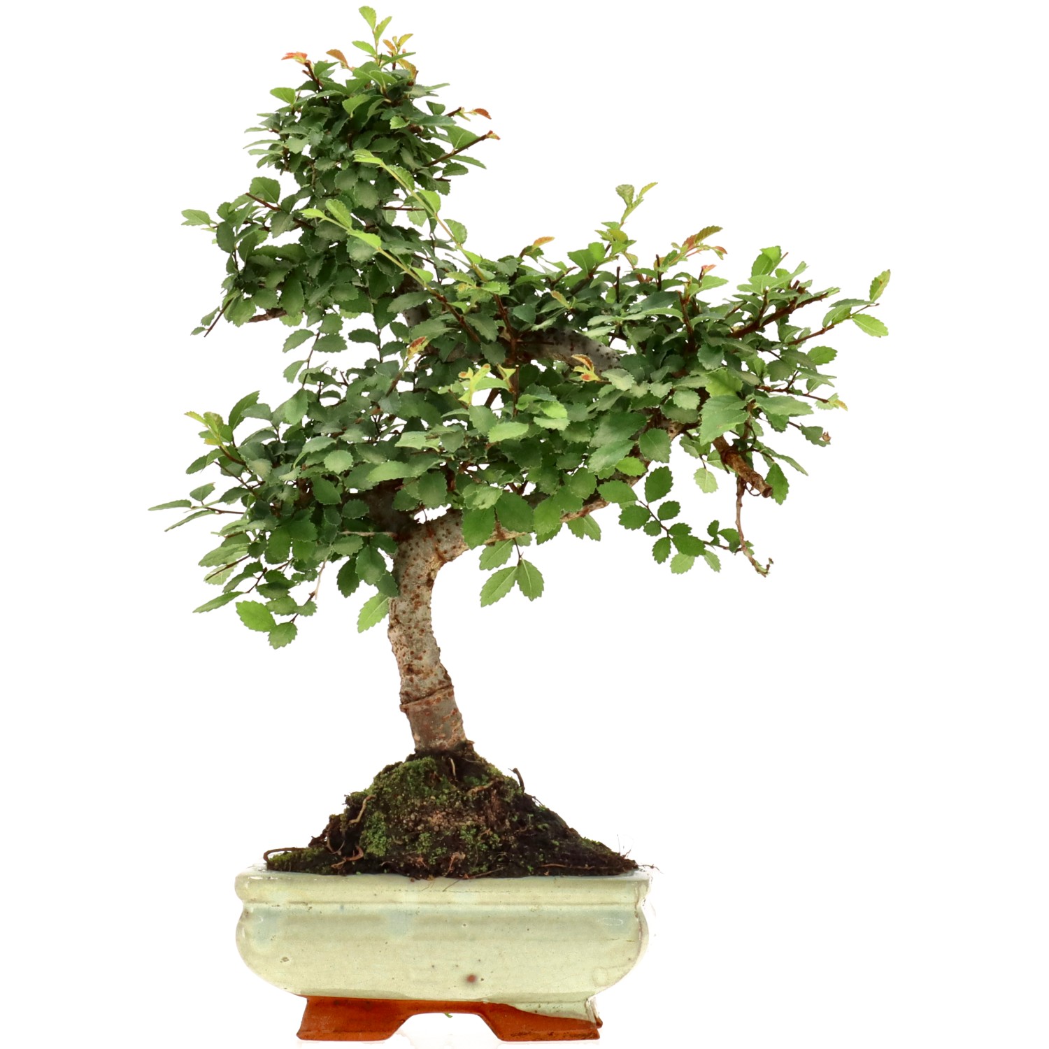 Olmo chino, aprox. 7 años (28 cm)