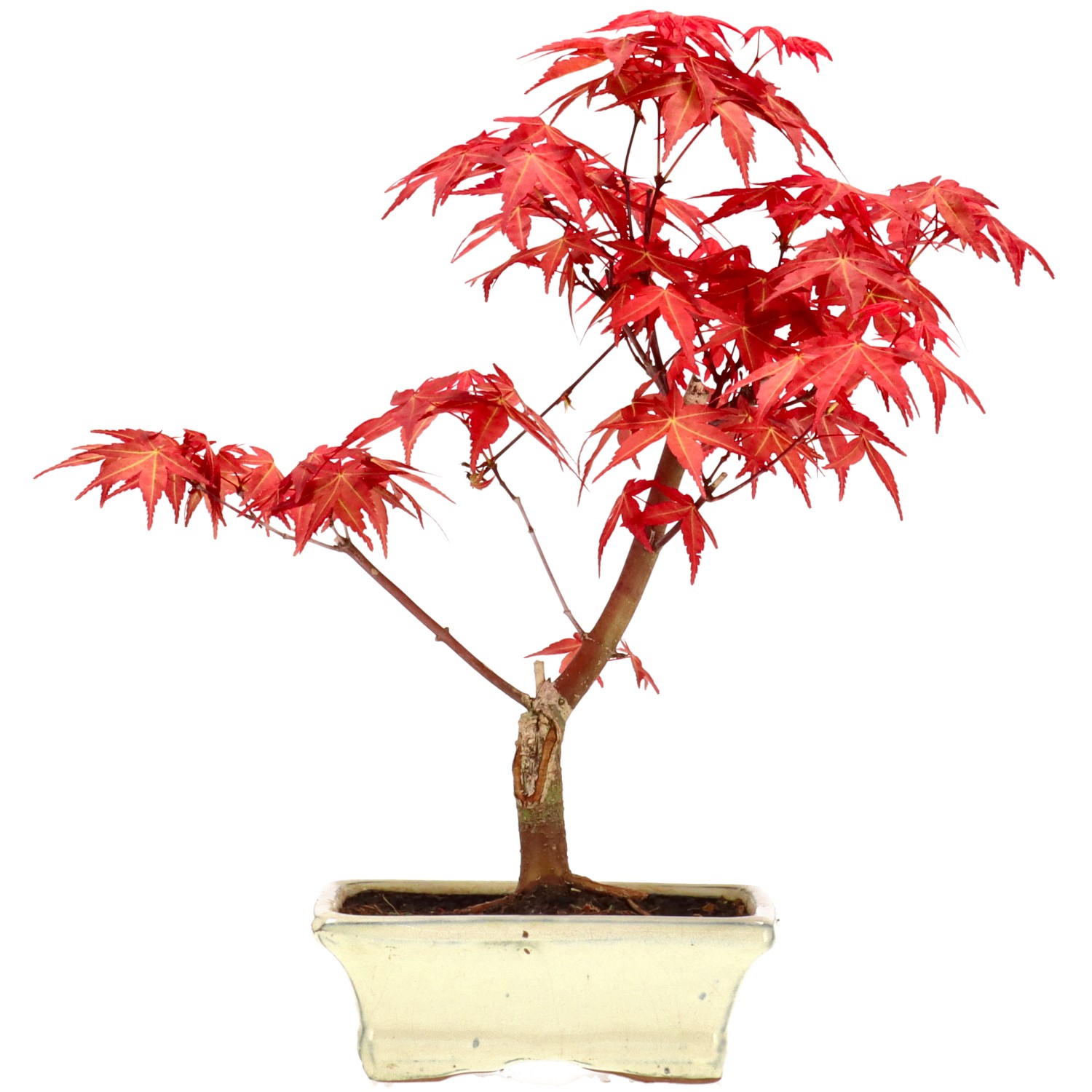 Érable du Japon (Deshojo), greffé, env. 7 ans (29 cm)