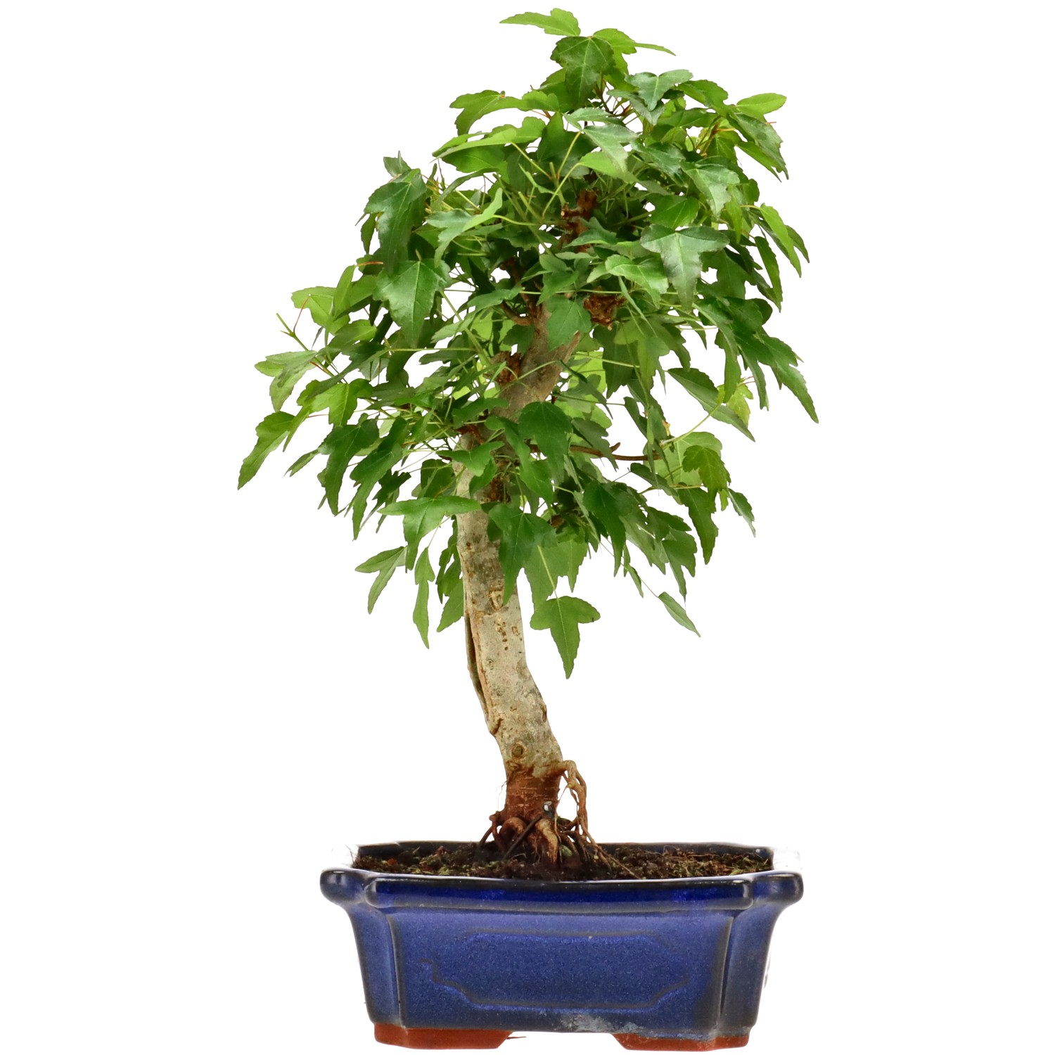 Acero tridente, ca. 9 anni (31 cm)