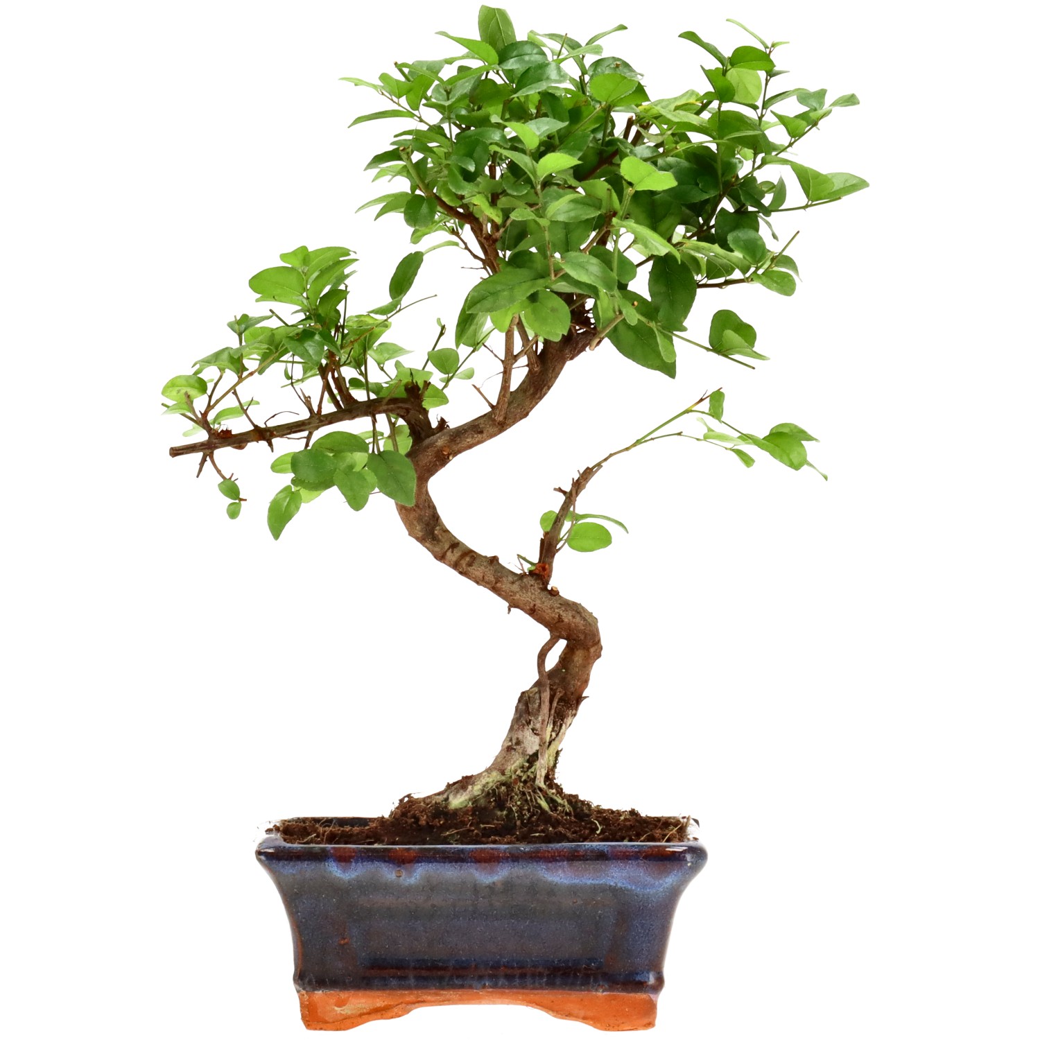 Sageretia theezans, env. 9 ans (27 cm)