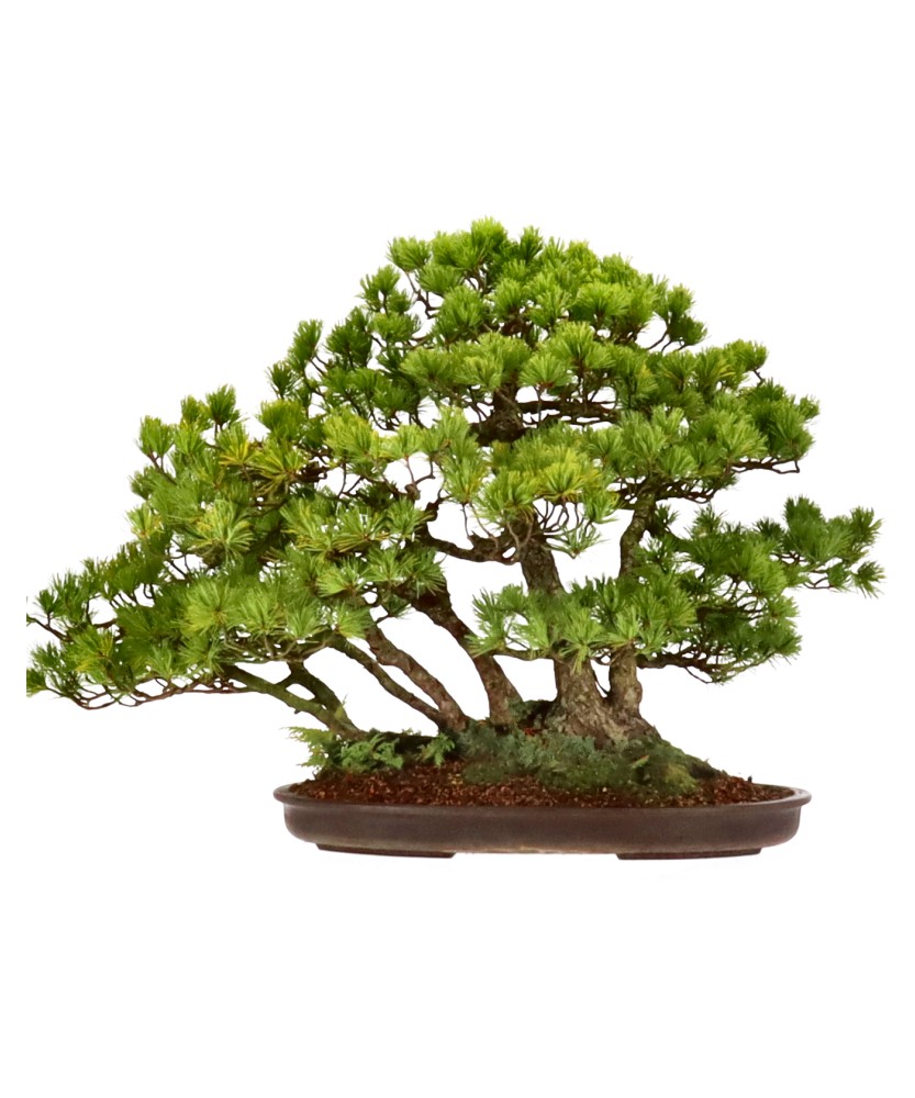 bonsai.fallbackImageTitle bonsai.fallbackImageTitle