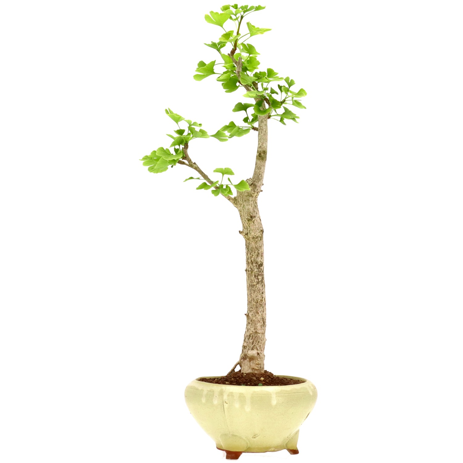 Ginkgo, ca. 12 J. (56 cm)