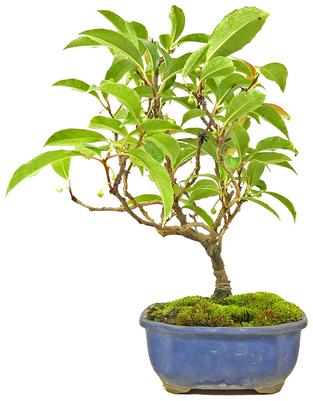 Kugelfaden, ca. 18 J. (31 cm) bonsai.fallbackImageTitle