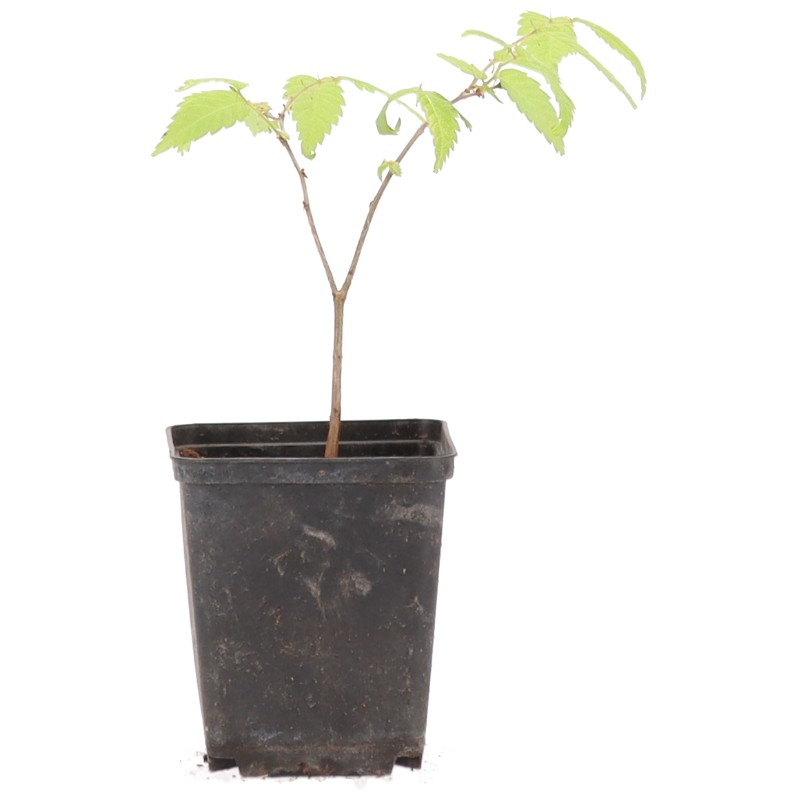 Zelkova serrata, ca. 2 anni (8-20 cm)