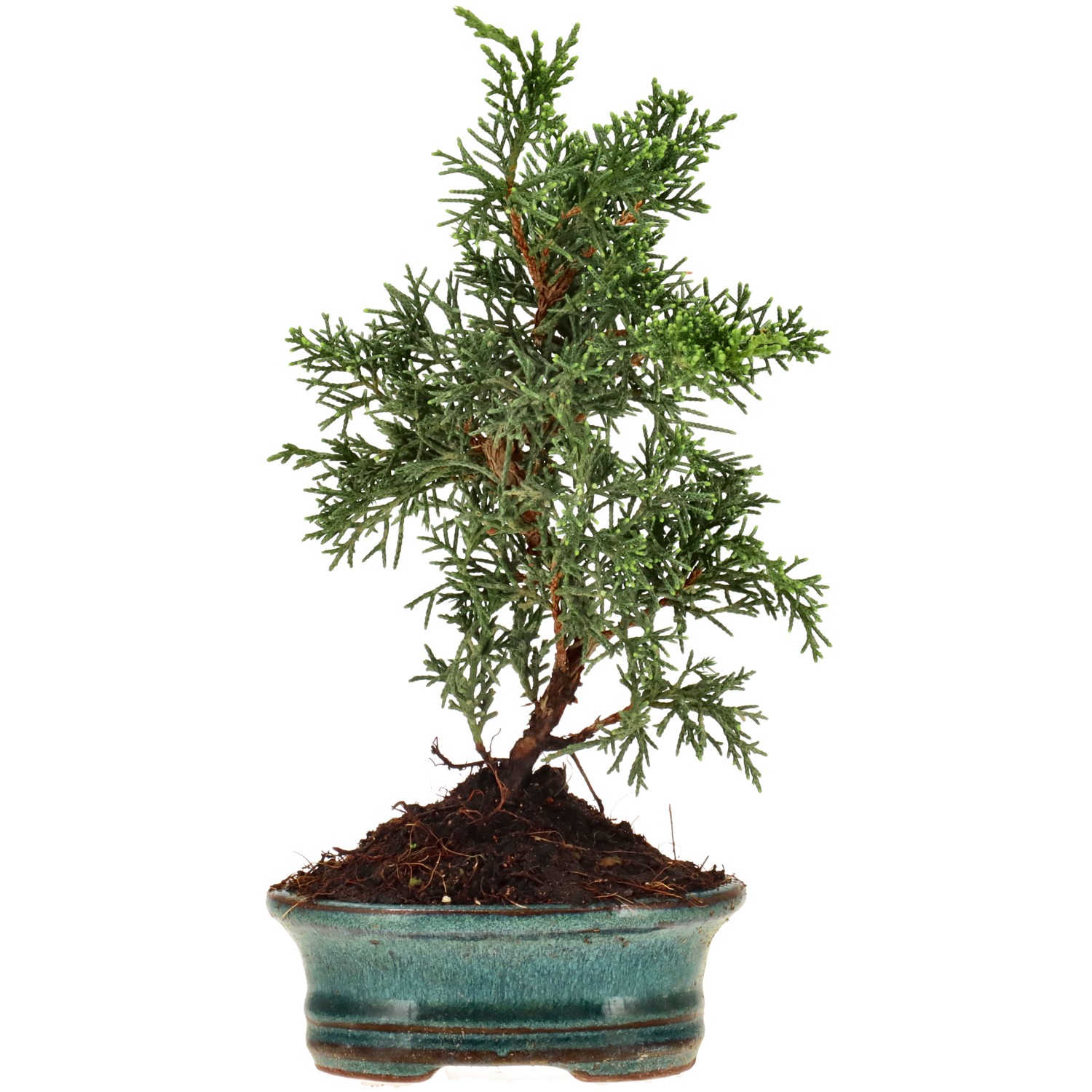 Ginepro cinese (Kyushu), ca. 7 anni (21 cm)