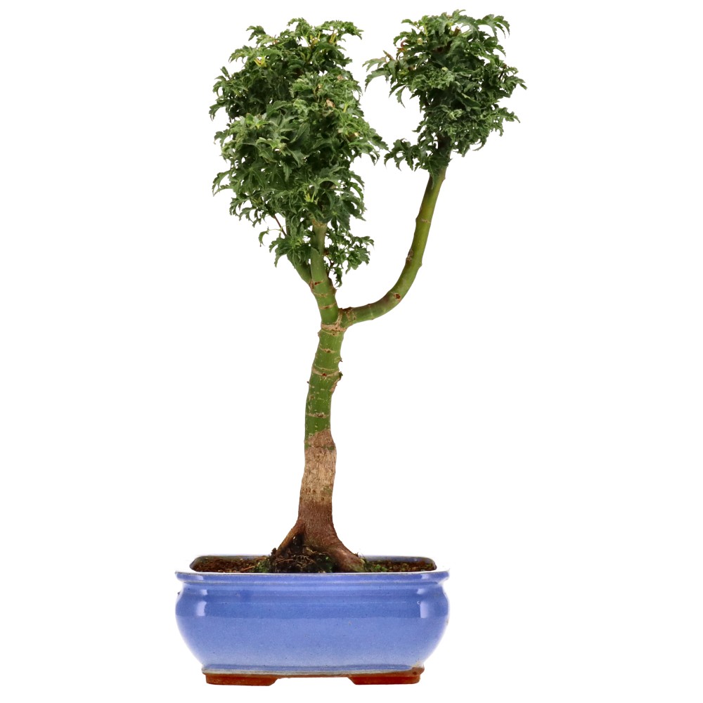 bonsai.fallbackImageTitle