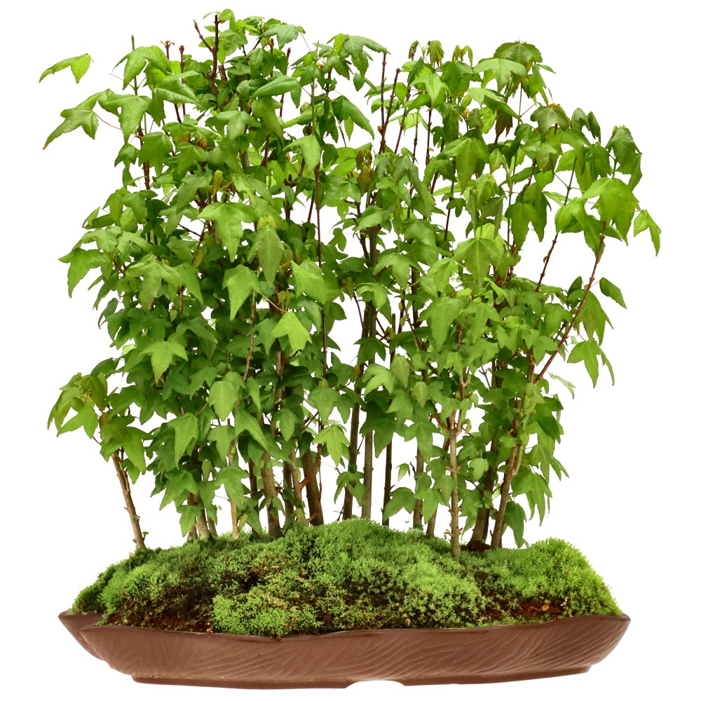 Érable trident, env. 5 ans (40 cm)