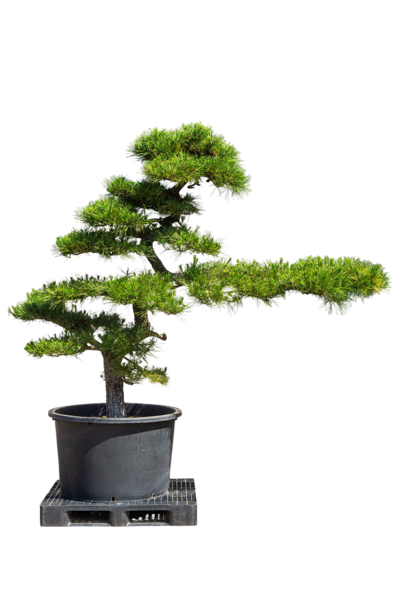 bonsai.fallbackImageTitle bonsai.fallbackImageTitle
