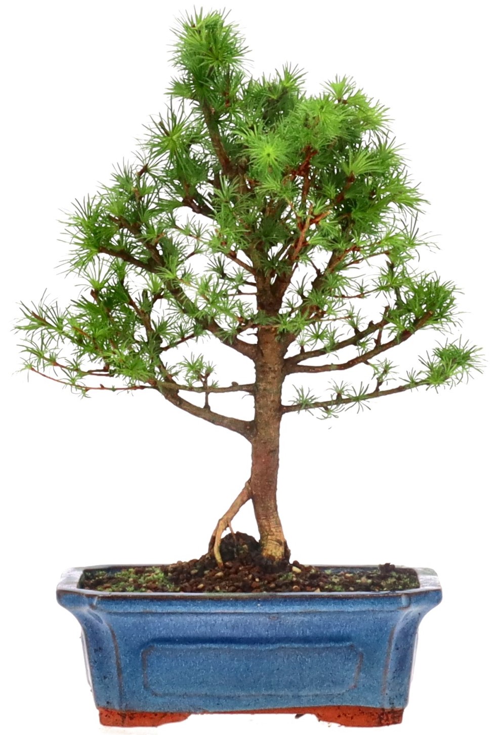 [N030] Jap. Lärche, ca. 10 Jahre