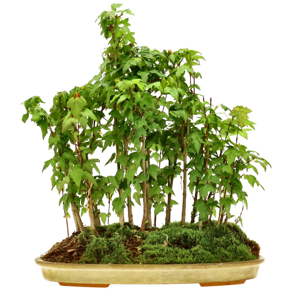 Érable trident, env. 5 ans (37 cm)