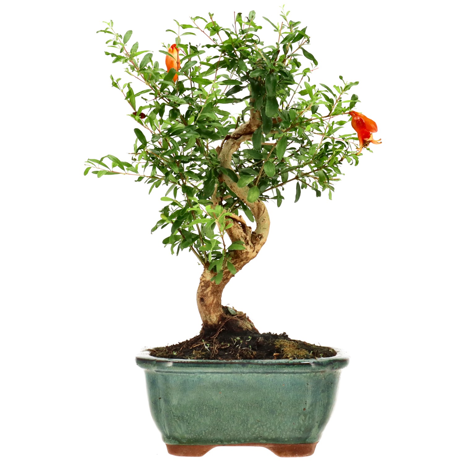 Granatapfel, ca. 9 J. (25 cm)