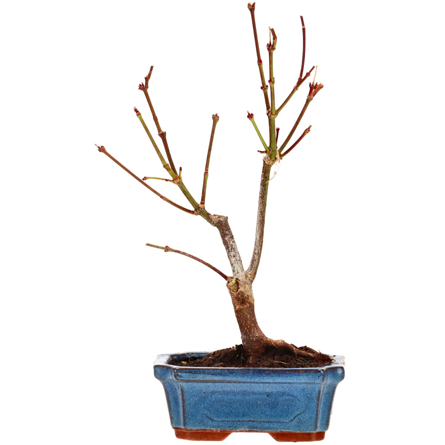 Jap. Maple (Atropurpureum), approx. 7 y. (28 cm)