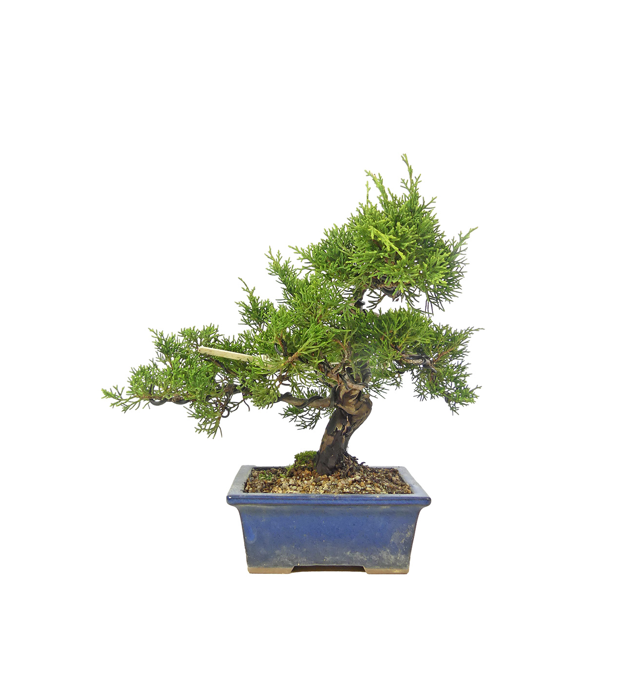 bonsai.fallbackImageTitle bonsai.fallbackImageTitle