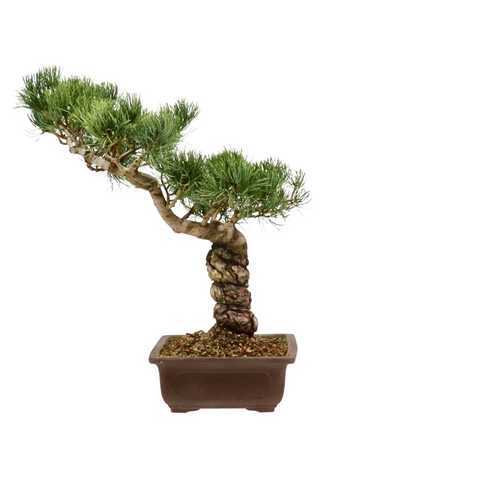 bonsai.fallbackImageTitle bonsai.fallbackImageTitle