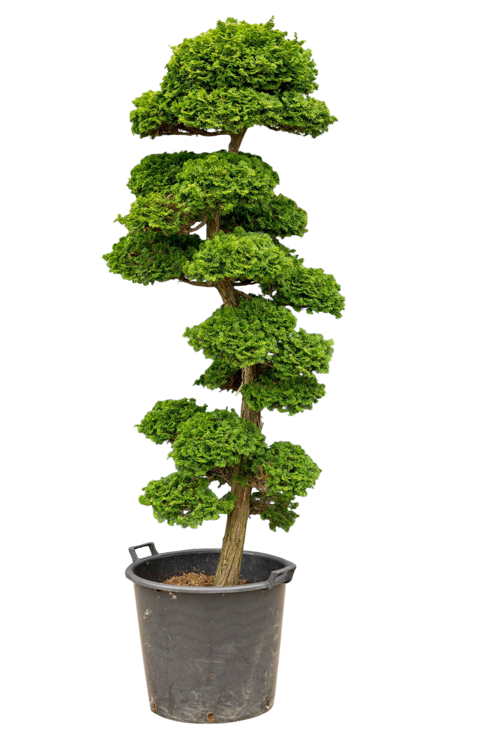 Tuinbonsai - Cypres, ca. 30 jaar