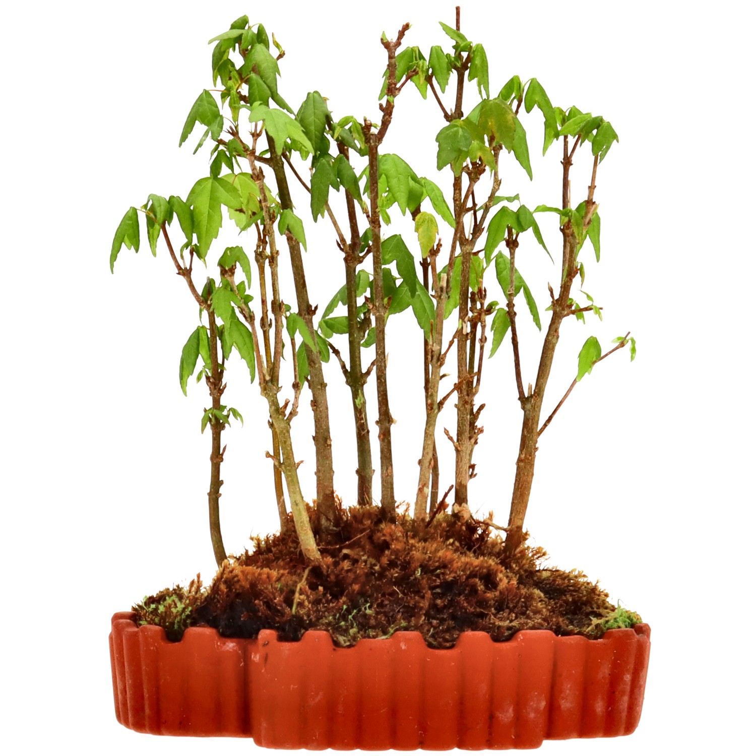 Érable trident, env. 3 ans (18 cm)