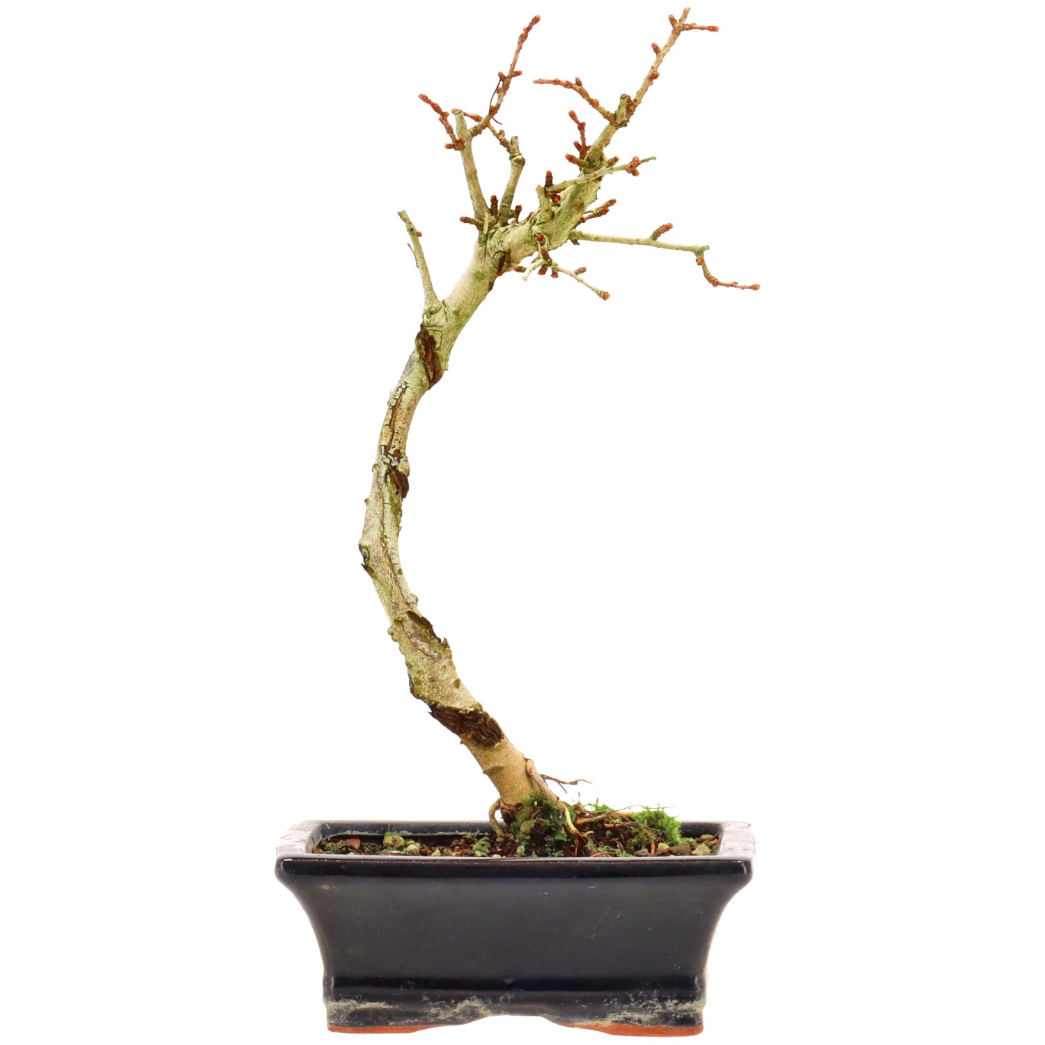 Goldlärche, ca. 7 J. (27 cm)