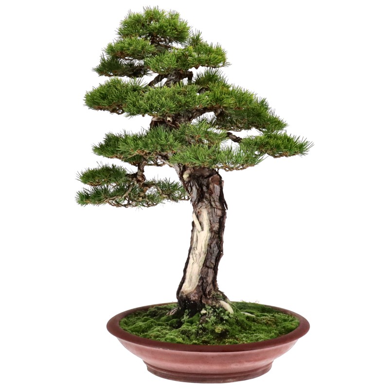 bonsai.fallbackImageTitle bonsai.fallbackImageTitle