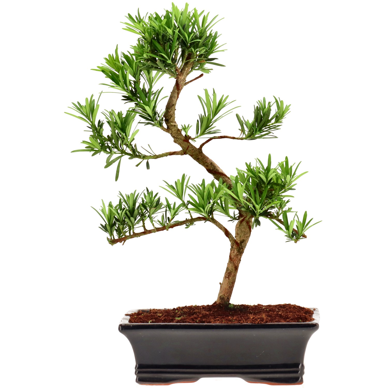 Pin de bouddhistes, env. 12 ans (38 cm)