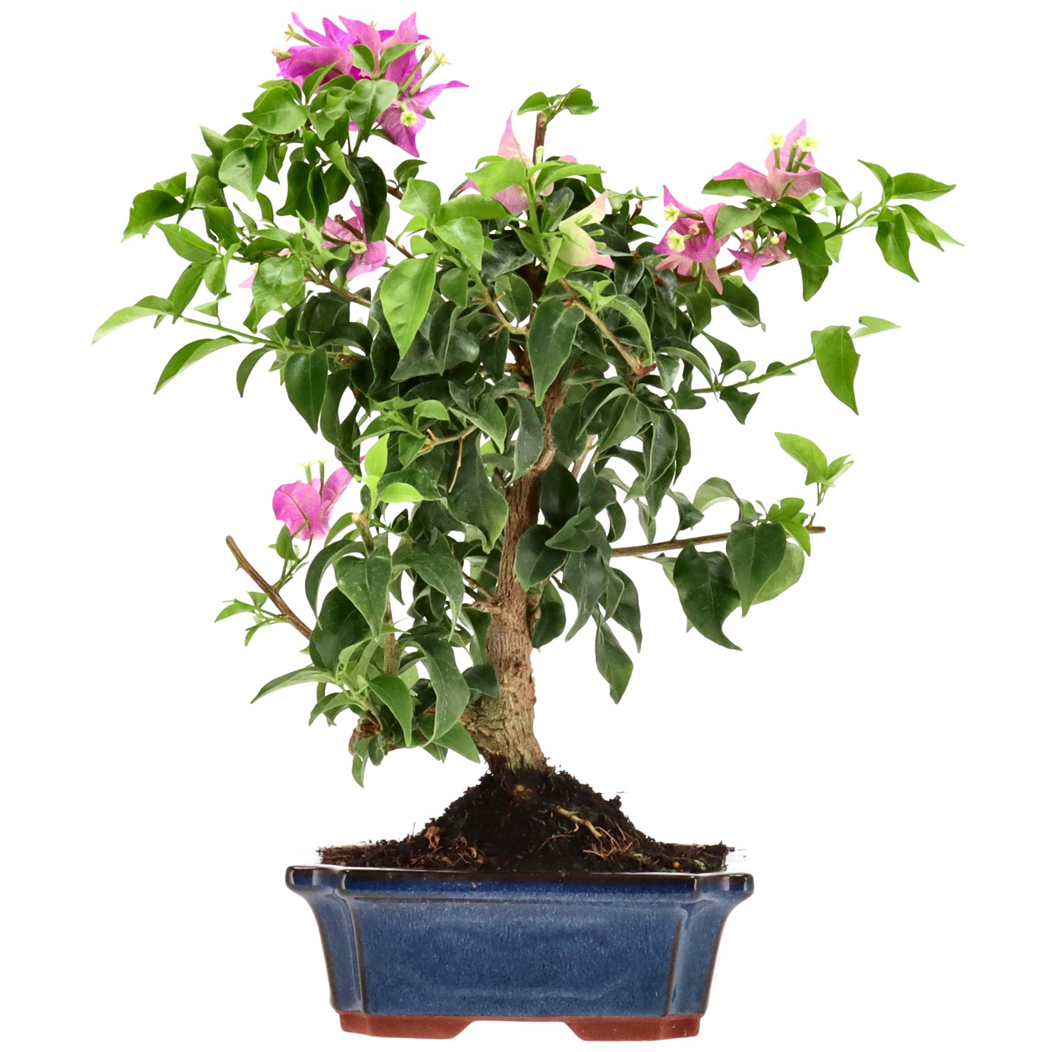 Bougainvillea (Drillingsblume), ca. 10 J. (33 cm)