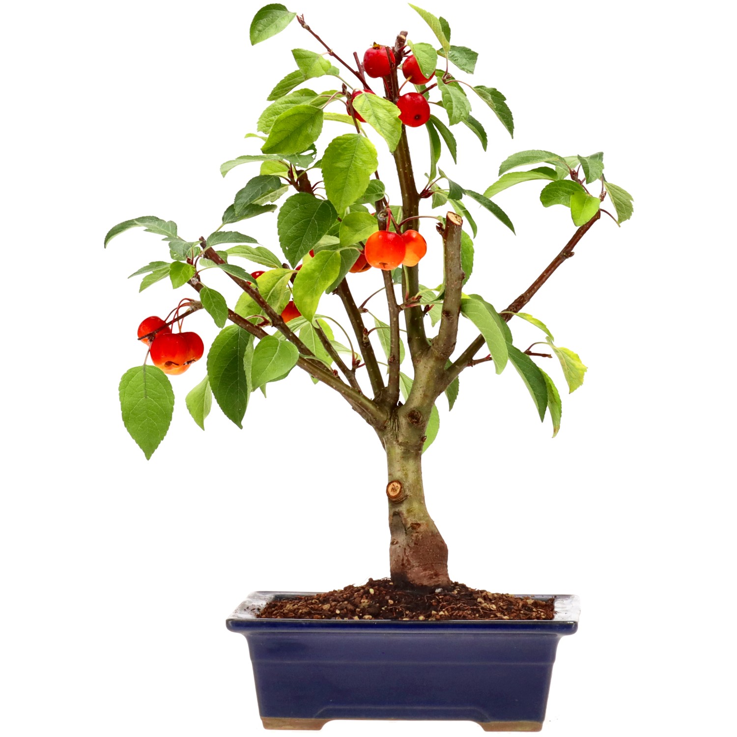 Pommier d’ornement, env. 12 ans (38 cm)