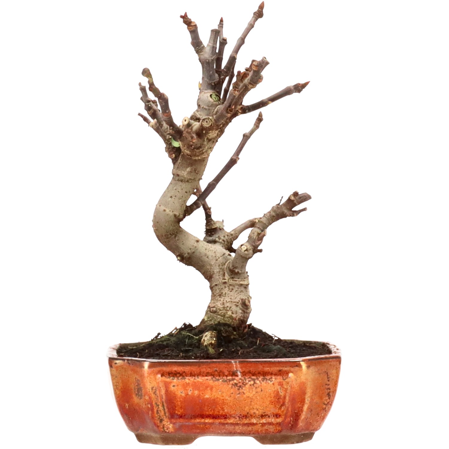 Fruchtfeige, ca. 10 J. (26 cm)