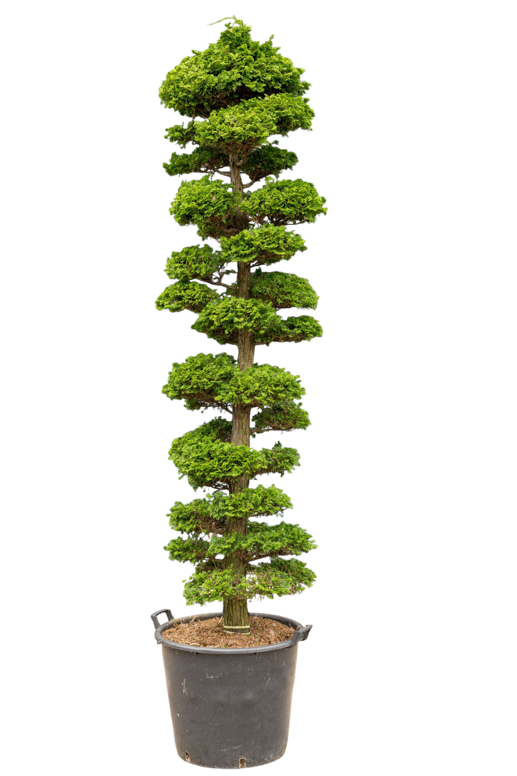 Tuinbonsai - Cypres, ca. 20 jaar (215 cm)
