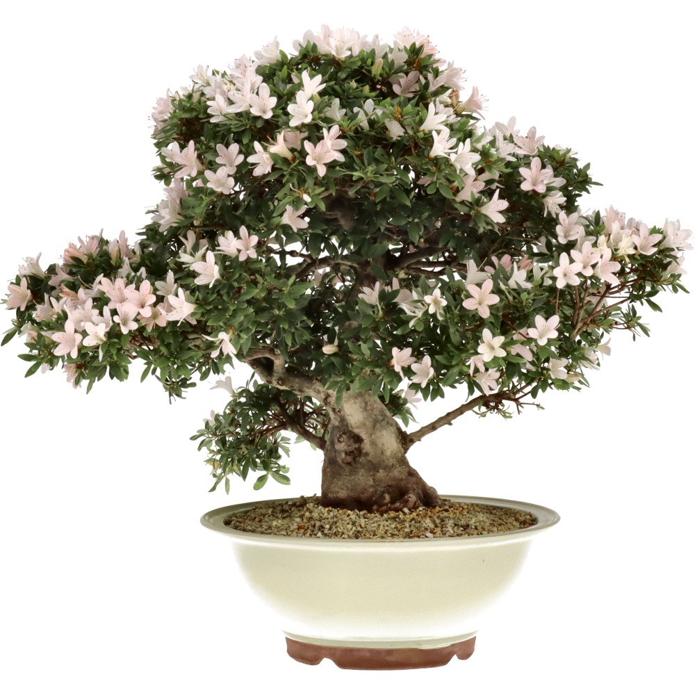 Jap. Azalee, ca. 25 J. (57 cm)
